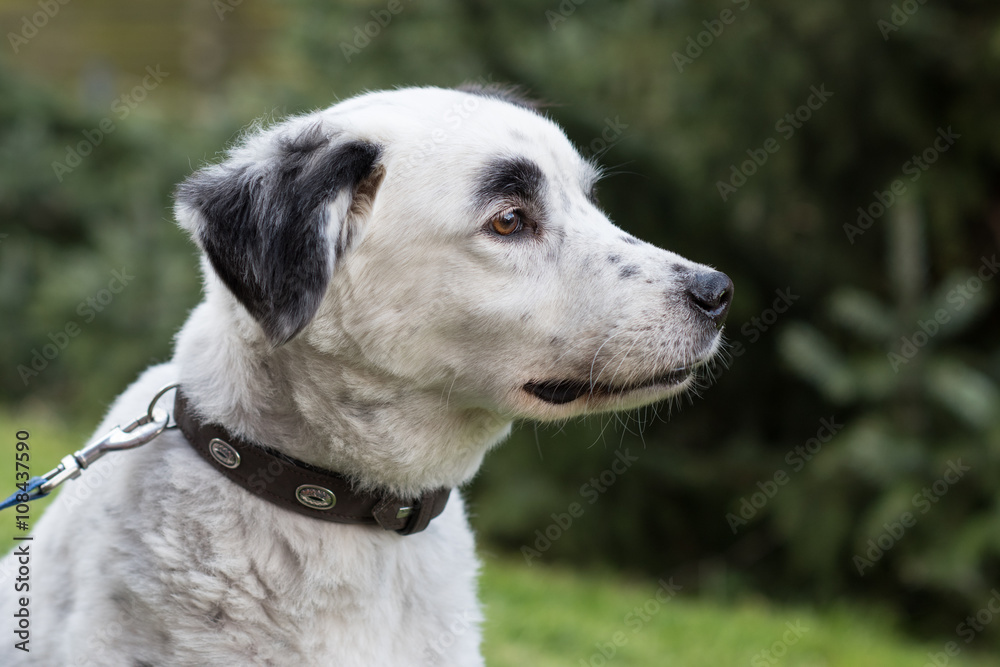 Hundekopf mit Halsband- draussen- outdoor