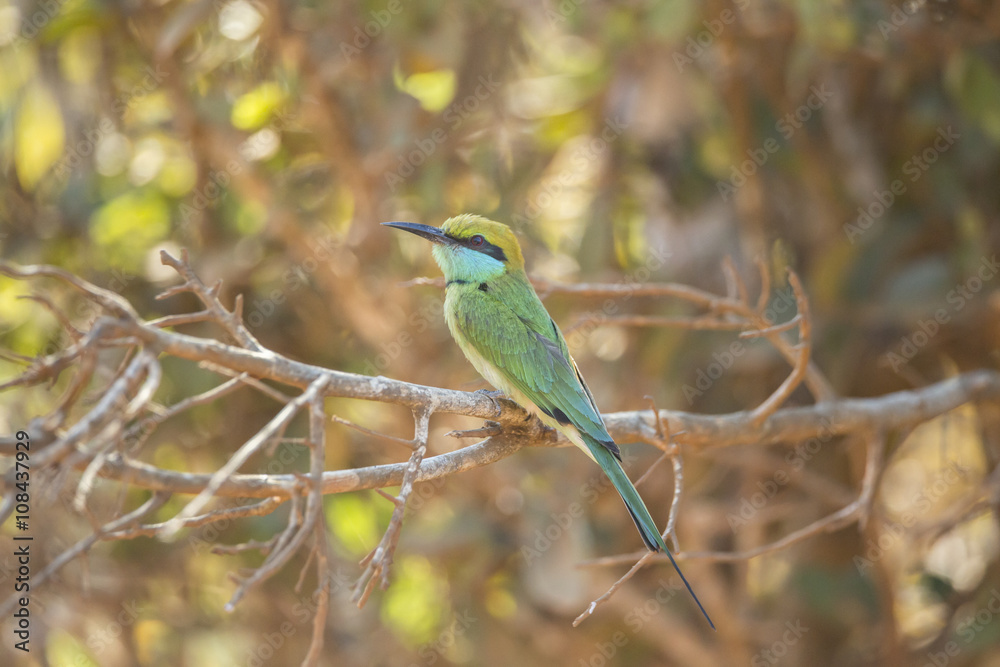 Obraz premium Green Bee-Eater Isolated