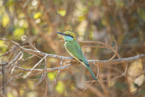 Green Bee-Eater Isolated