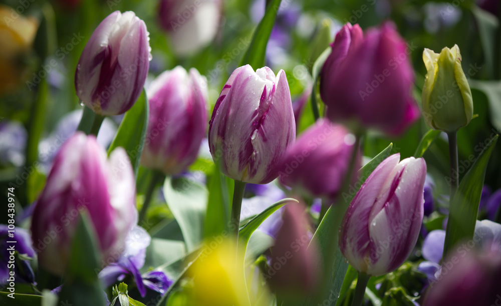 Beautiful white purple striped tulip in a natural garden environment Beautiful white purple striped tulip in a natural garden environment