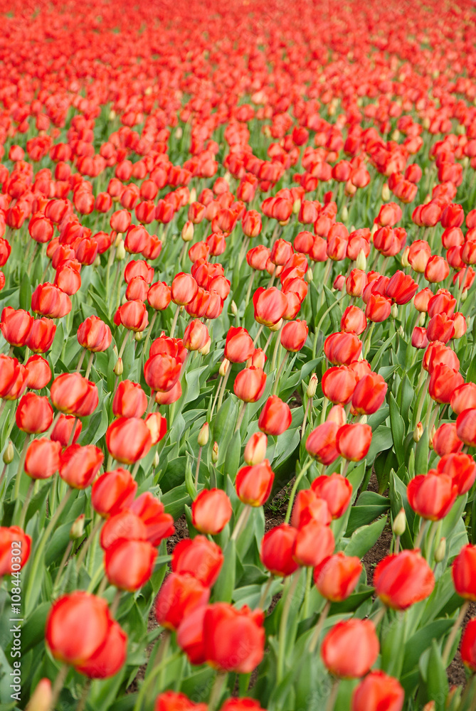 Beautiful bouquet of red tulips