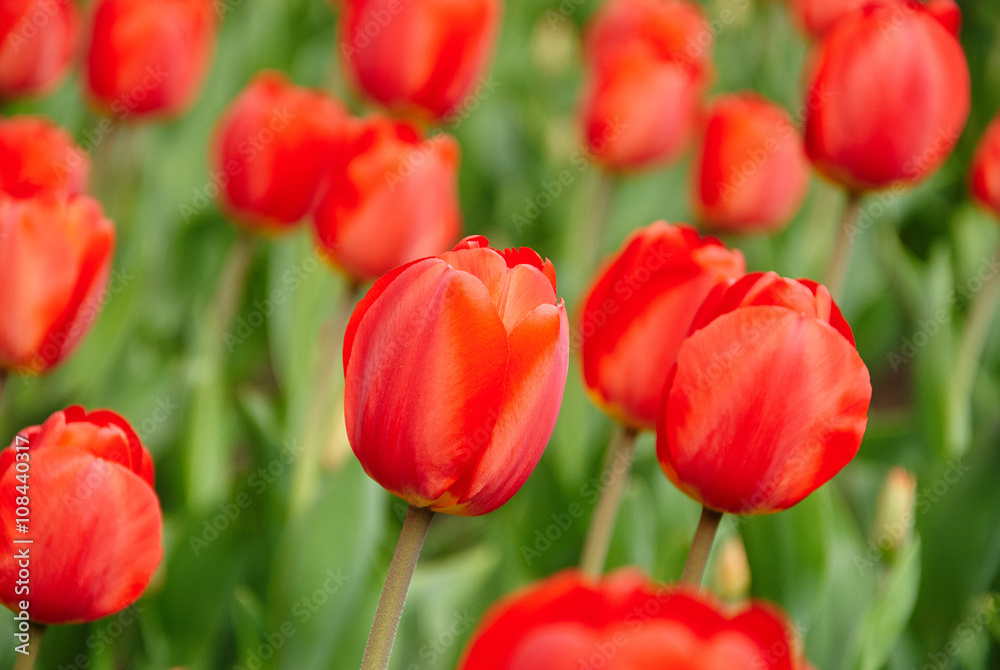 Beautiful bouquet of red tulips Beautiful bouquet of red tulips