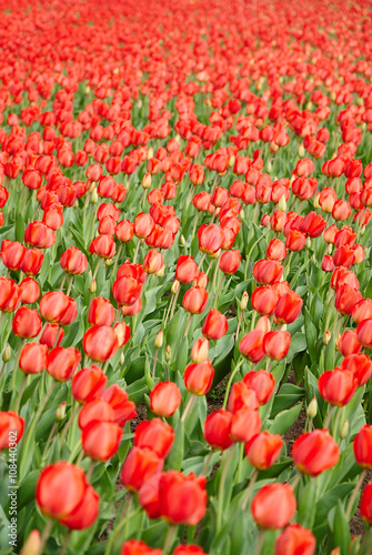Beautiful bouquet of red tulips