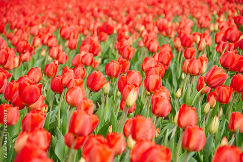 Beautiful bouquet of red tulips