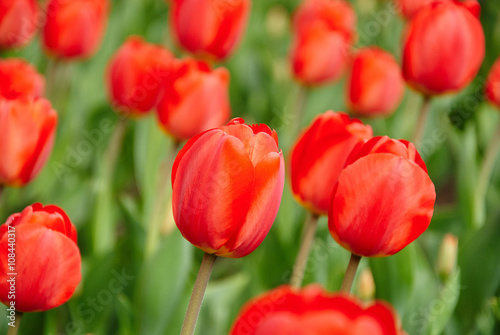 Beautiful bouquet of red tulips