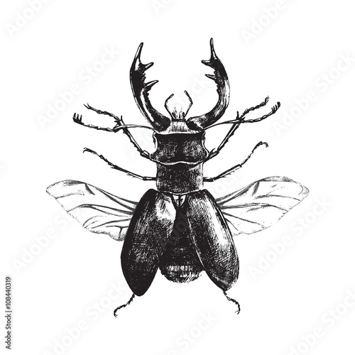 Hand drawn deer beetle