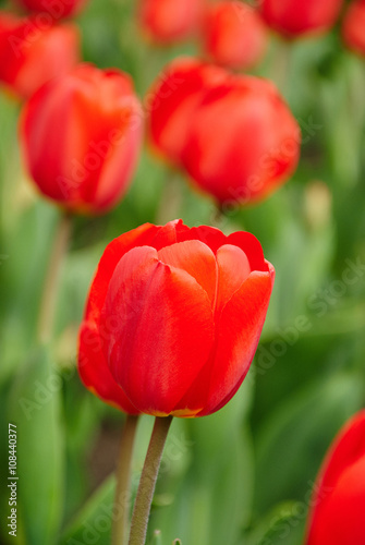 Beautiful bouquet of red tulips