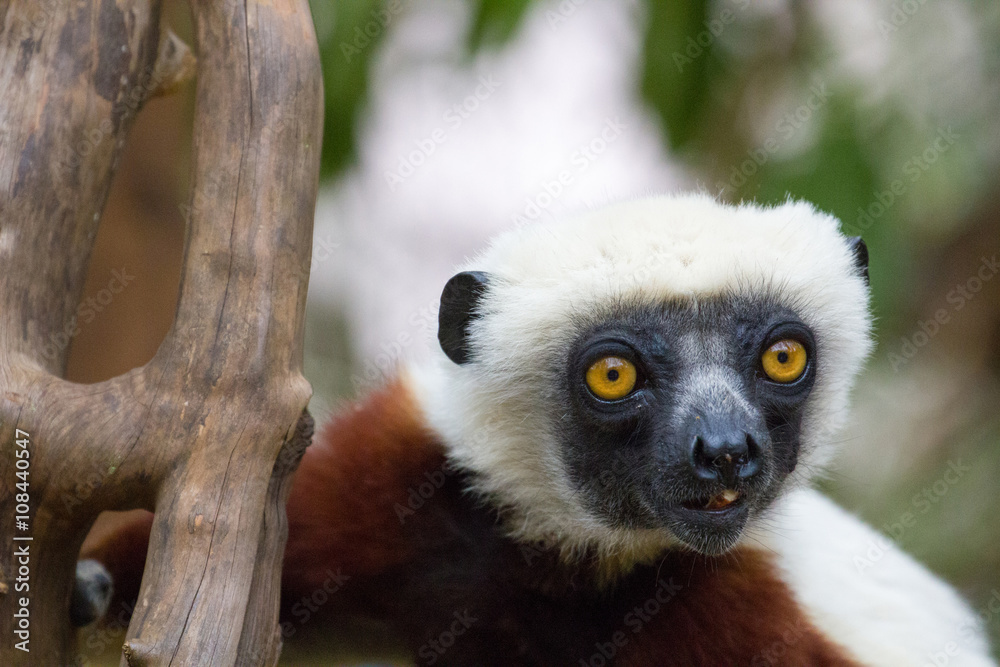 Obraz premium Lémurien Propithèque de Coquerel mangeant