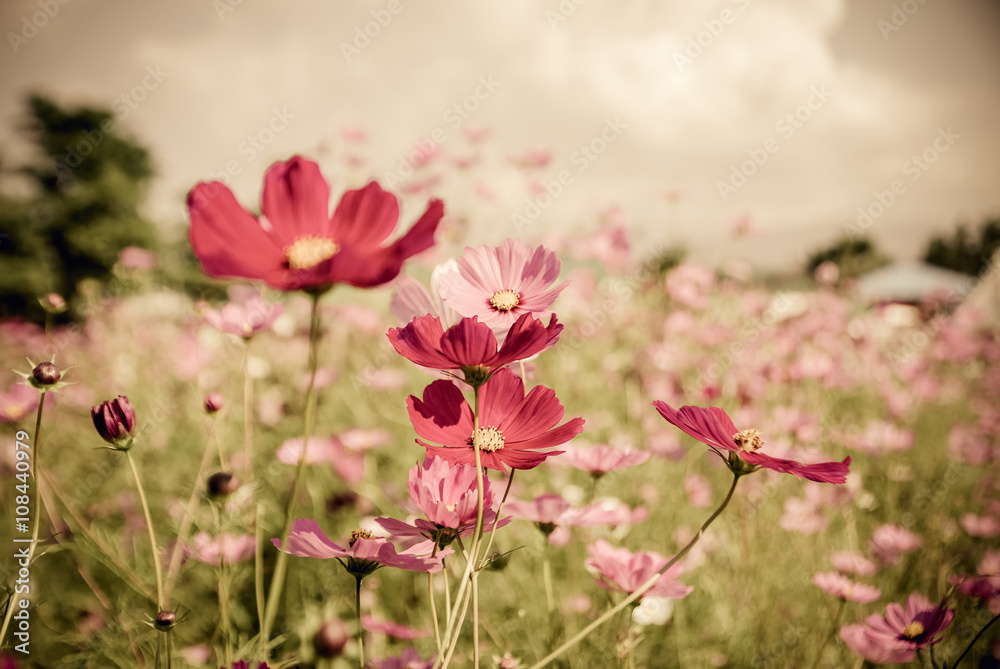 Vintage cosmos flower.