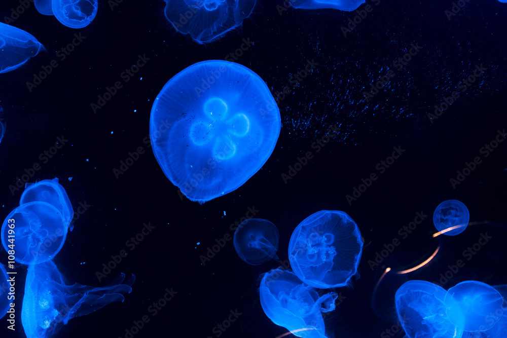 Jellyfish Underwater Jellyfish Underwater