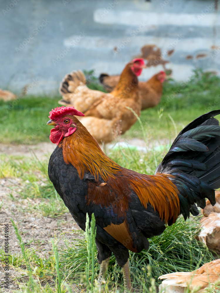 Fototapeta premium Free range rooster, cockerel with hens