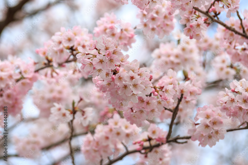 桜の花