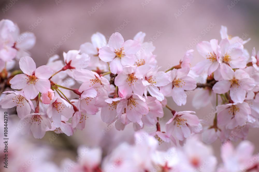 桜の花