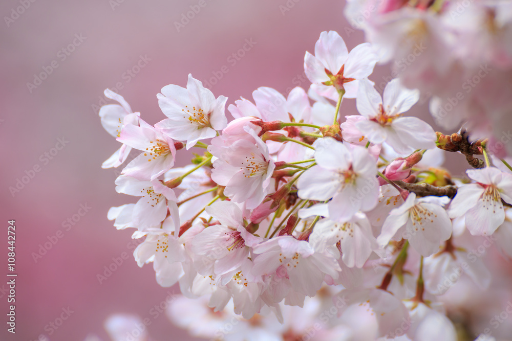 桜の花 桜の花