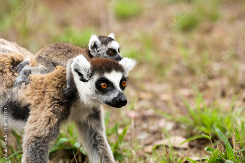 Lémurien catta Madagascar