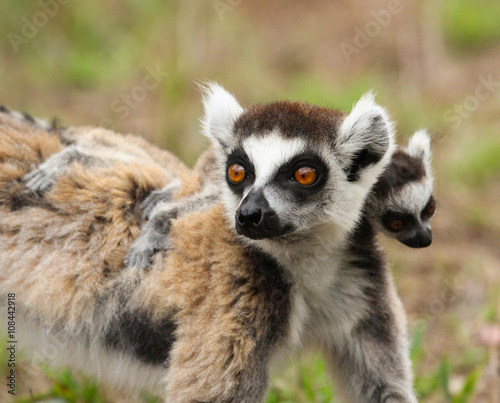 Lémurien catta Madagascar