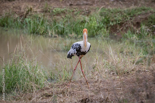 Painted Stork Isolated
