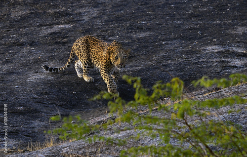 The 14 months old male leopard walks near his home at the Lundala caves in Rajasthan..Photo by: Jan Fleischmann photo