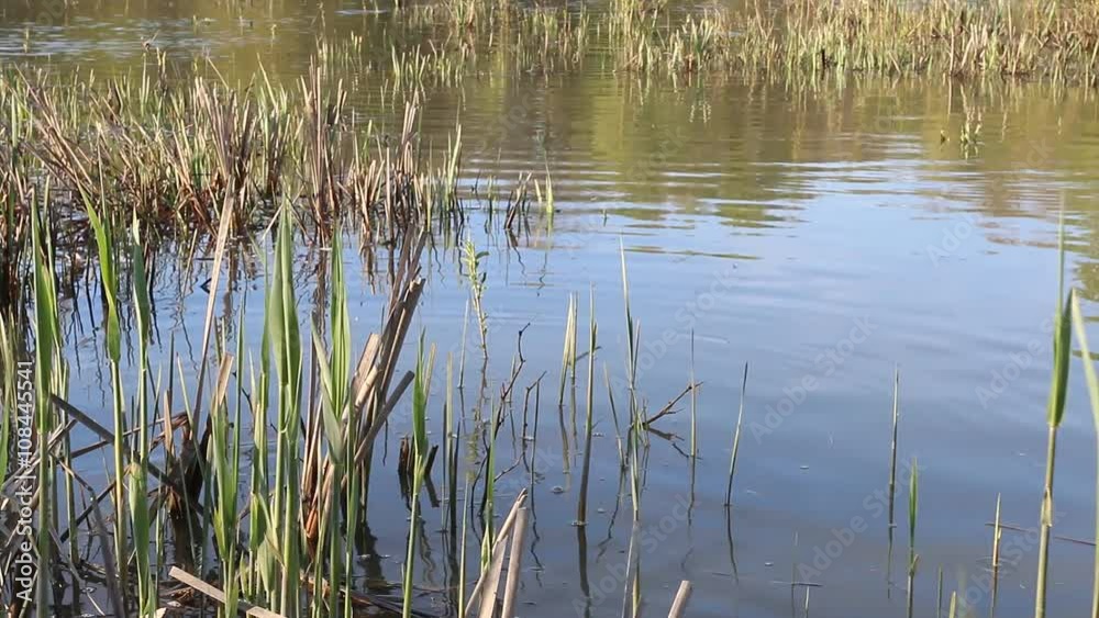 Fish spawning in reeds. Macro shot. Fish spawning in reeds. Macro shot.