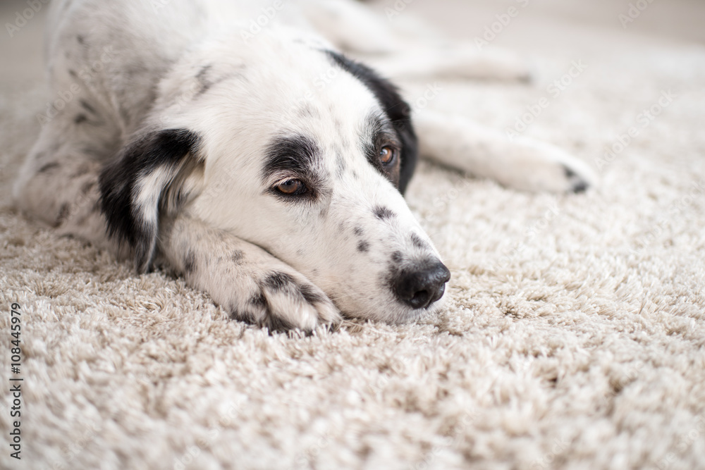 Weißer Hund auf weißem Teppich müder Hund Photos Adobe Stock