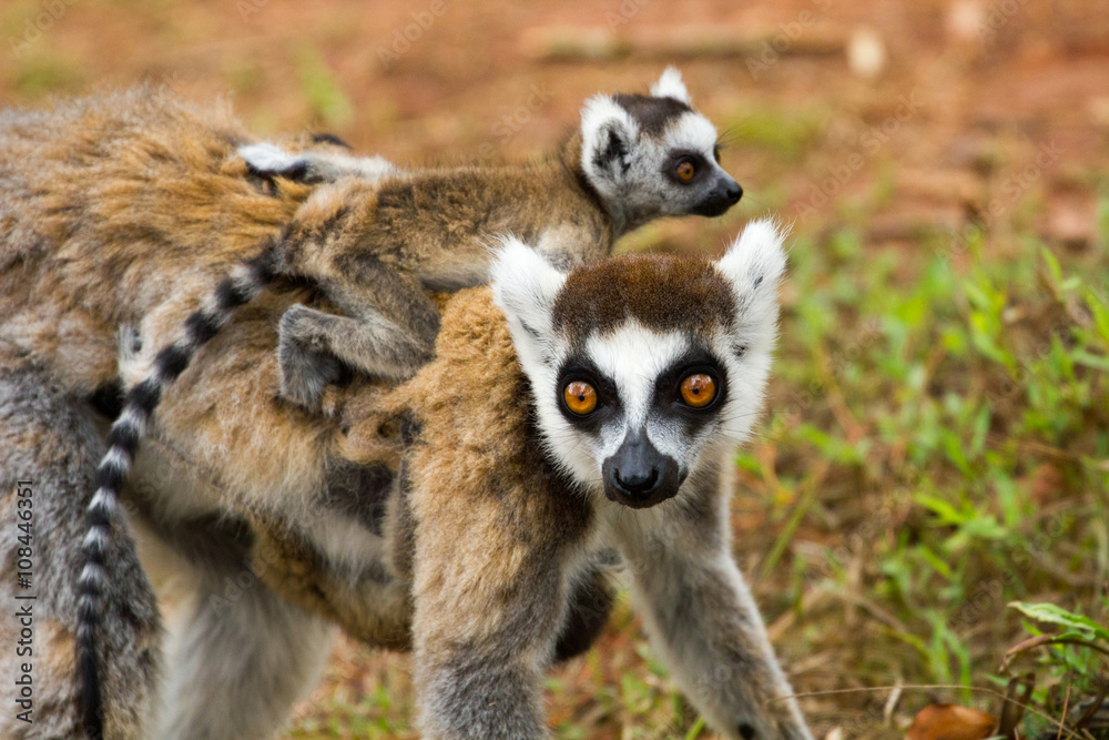 Obraz premium Lémurien catta Madagascar