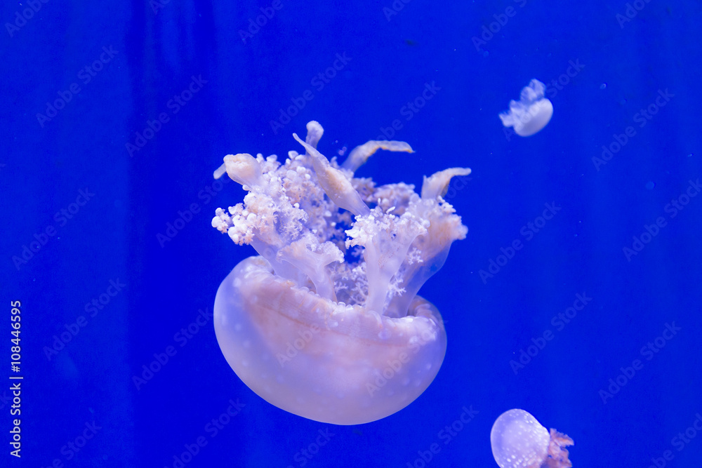 Obraz premium Jellyfish Underwater