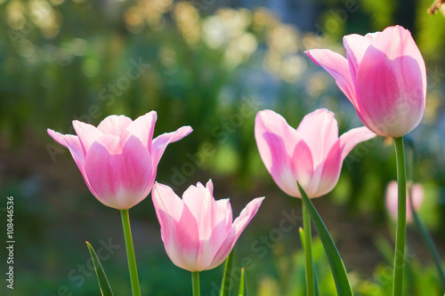 Pink Tulip