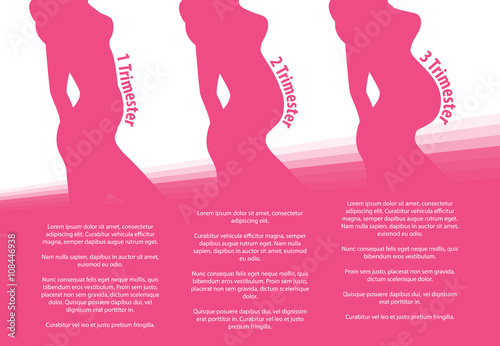 Pregnancy stages trimesters, pregnant woman and changes in body vector