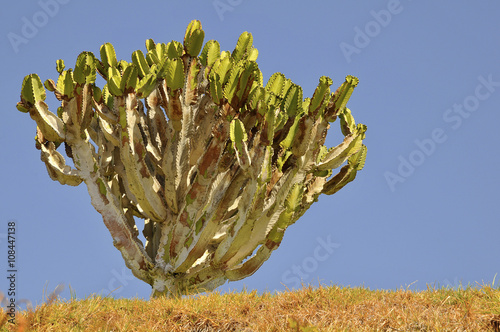 Closeup of  Canary Island Spurge (Euphorbia canariensis) at Tenerife in blue sky background photo
