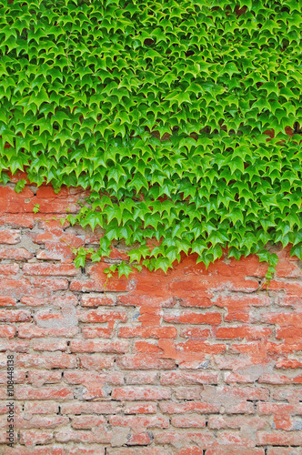 Ivy covered wall. background with ivy, green plant © annavolotkovska