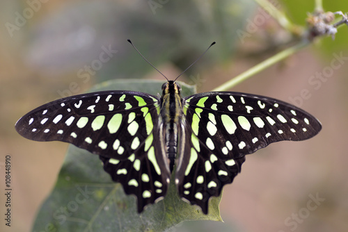 Macro of tailed jay butterfly (Graphium agamemnon) on leaf