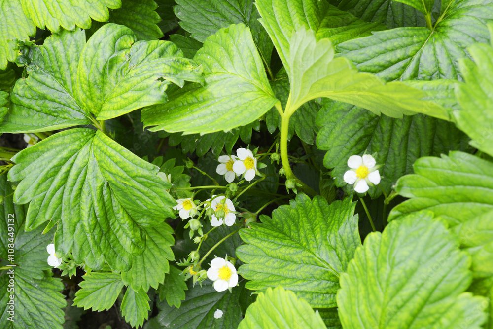flowers strawberry