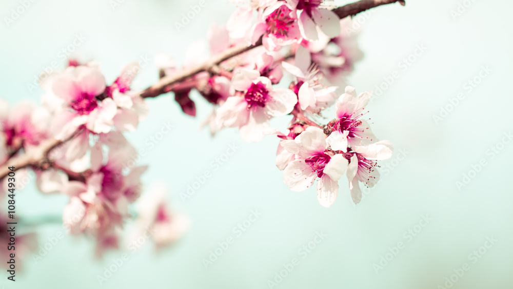 Blossom tree over nature background/ Spring flowers/Spring Background