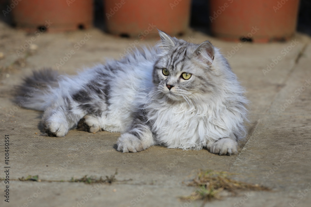 Persian cat playing in garden