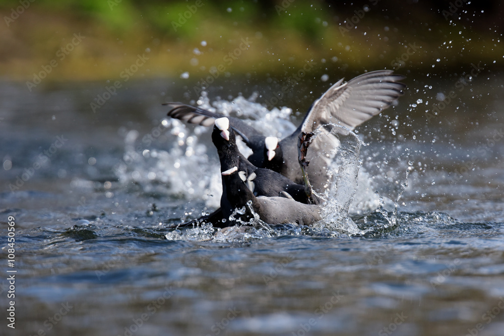 Obraz premium Eurasian Coot, Coot, Fulica atra - spring flight. 