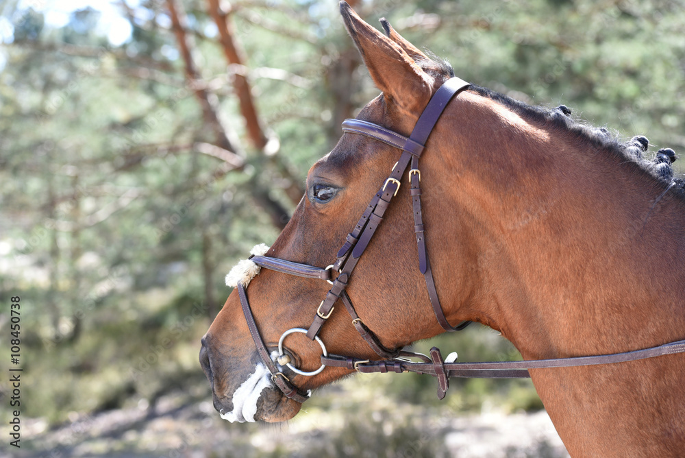 Fototapeta premium jeune femme à cheval