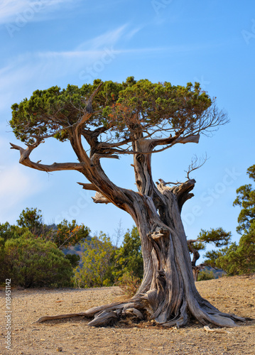 juniper (Juniperus cedrus)