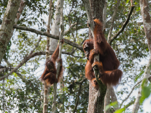 Two orangutan hanging on the trees with their strong hands