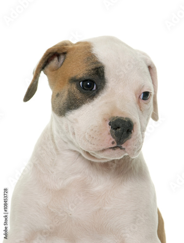 puppy american bulldog