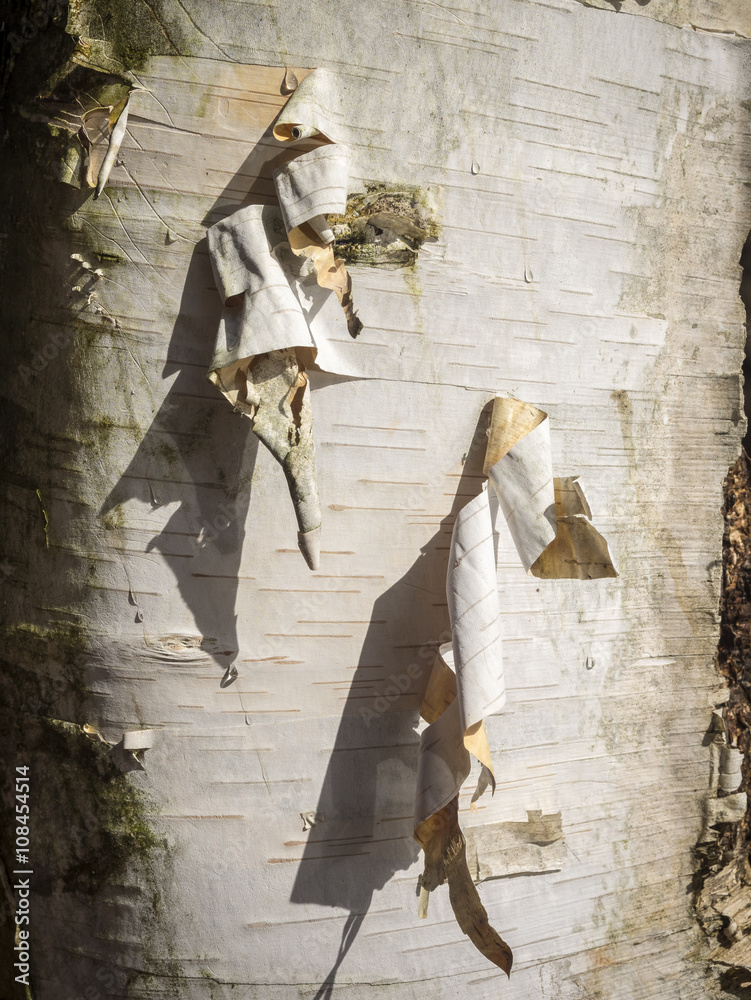 Obraz premium Papery Birch Bark: Two curls of papery Birch bark hanging from side of a Birch tree