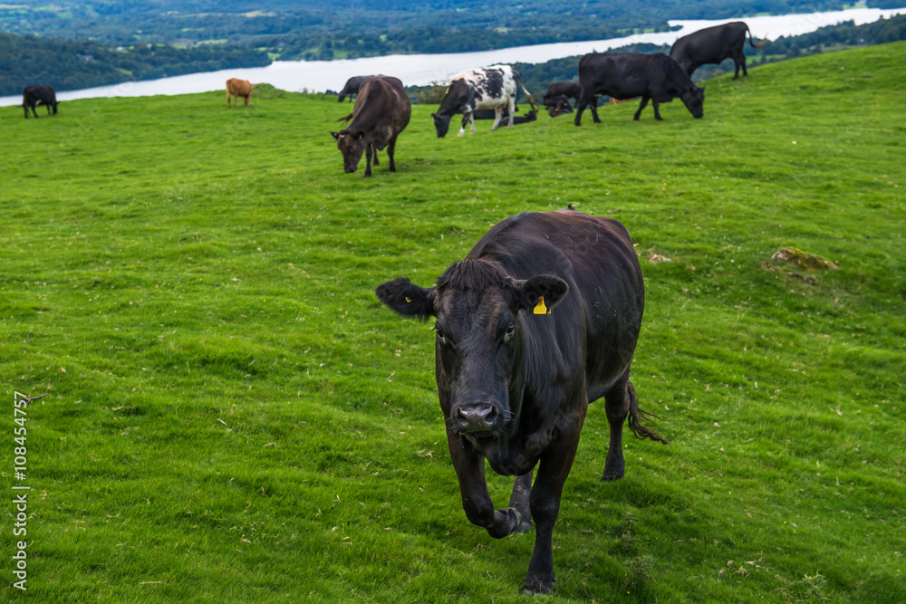 Fototapeta premium Windermere Lake and Orrest Head. English Lake District National