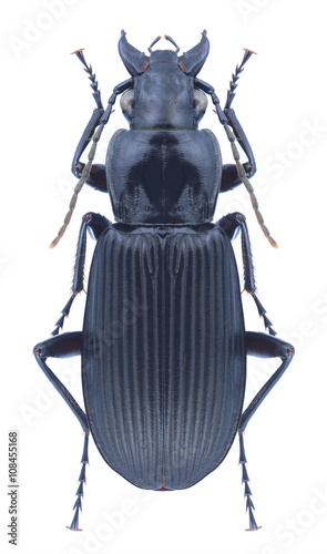 Beetle Pterostichus niger photo