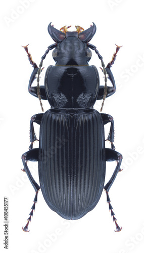 Beetle Pterostichus niger photo