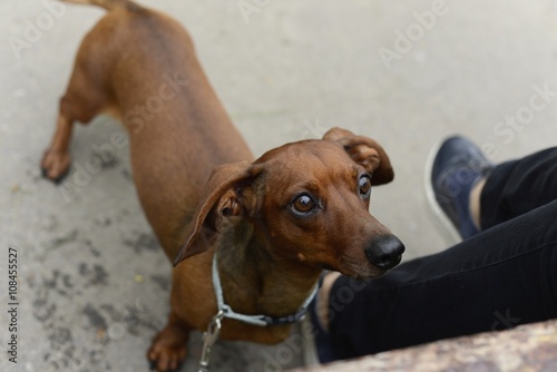 dog breed dachshund