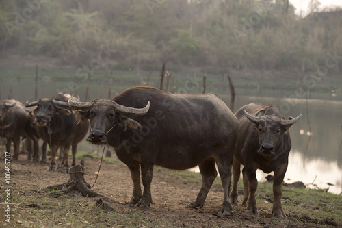  Pets of farmer