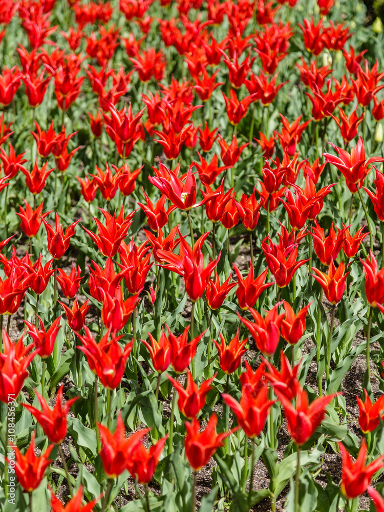 Grown tulip flowers in a garden Grown tulip flowers in a garden