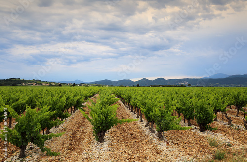 France, vineyard in Provence