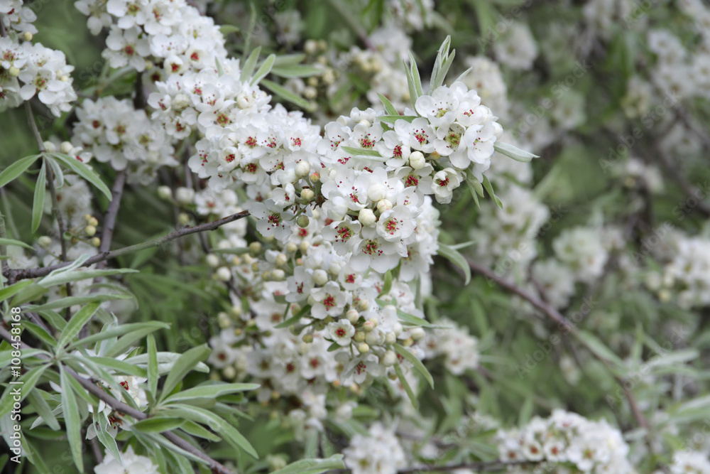 Weidenblättrige Birne - Pyrus salicifolia Blüten