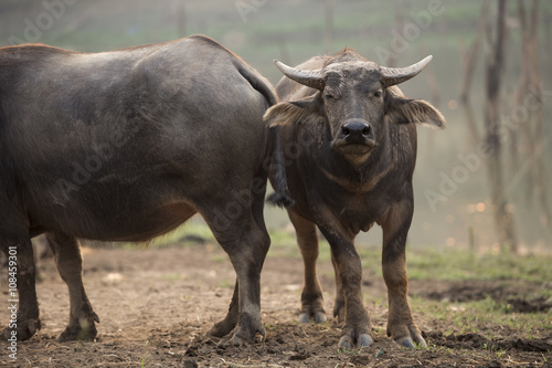  Pets of farmer