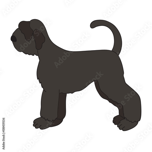 Giant black schnauzer isolated on white background.